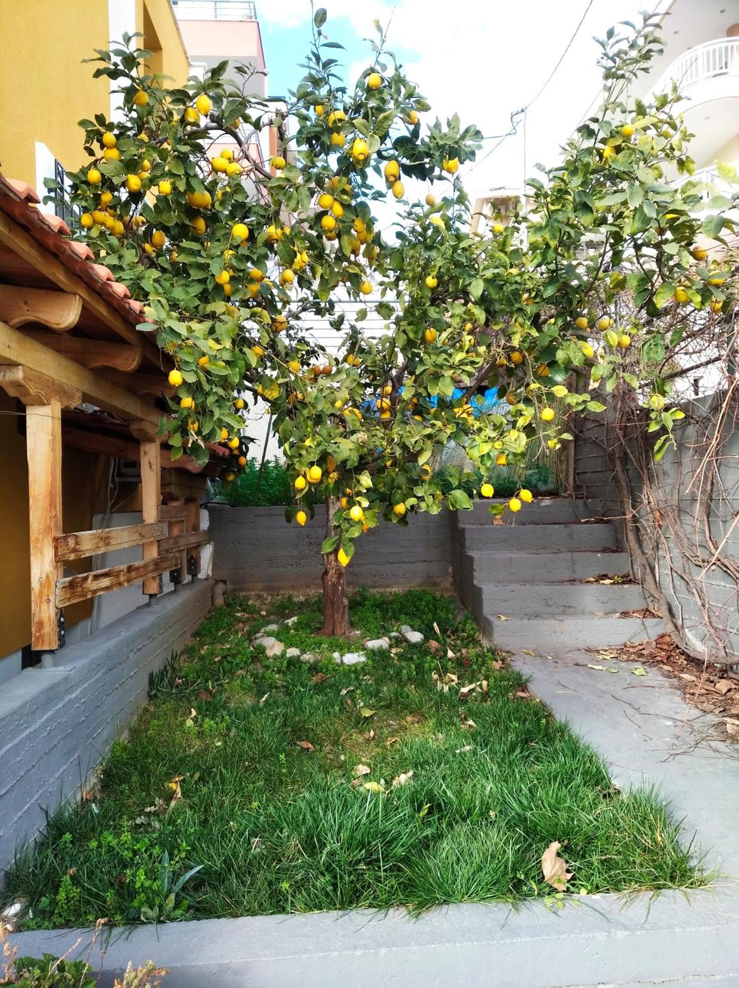 Apartment Garden Kavala